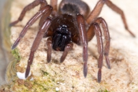 (Araneae - Gnaphosidae - Haplodrassus sp)